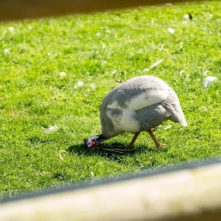 Puffin *